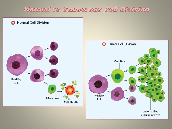 Normal vs Cancerous Cell Division 