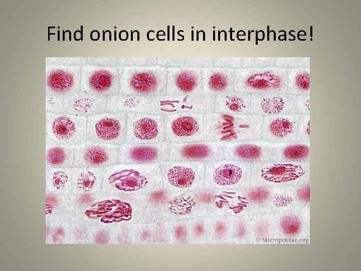 Find onion cells in interphase! 