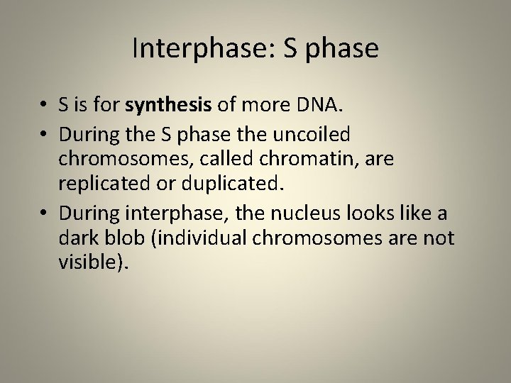 Interphase: S phase • S is for synthesis of more DNA. • During the