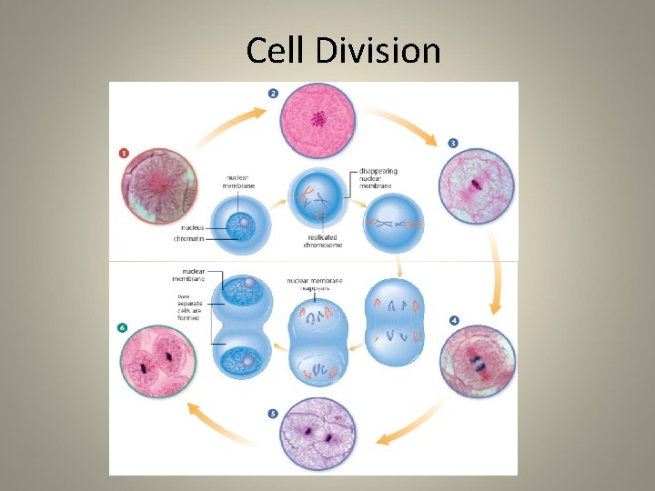 Cell Division 