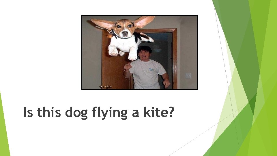Is this dog flying a kite? Is this dog flying a kite?