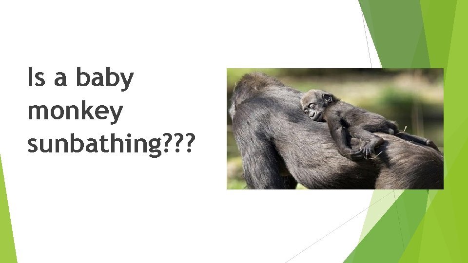 Is a baby monkey sunbathing? ? ? Is a baby monkey sunbathing? ? ?