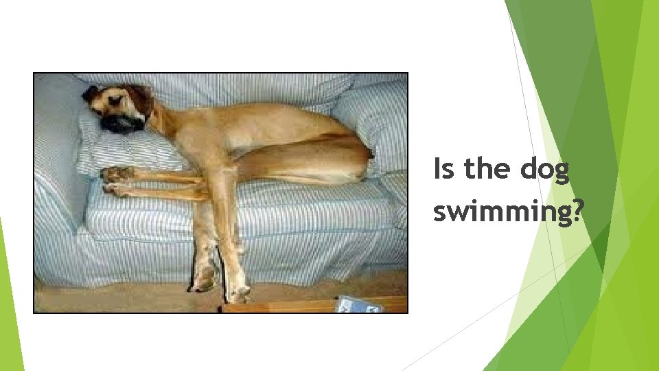 Is the dog swimming? Is the dog swimming?