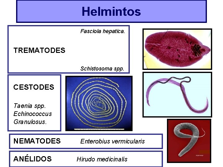 Helmintos Fasciola hepatica. TREMATODES Schistosoma spp. CESTODES Taenia spp. Echinococcus Granulosus. NEMATODES ANÉLIDOS Enterobius