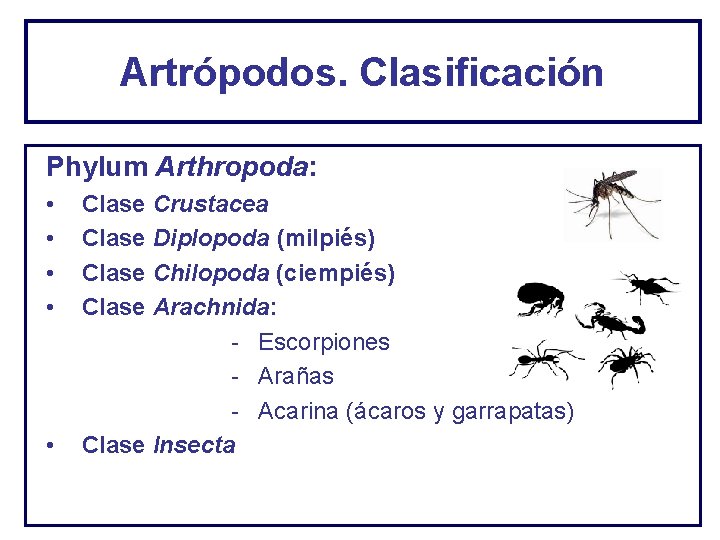 Artrópodos. Clasificación Phylum Arthropoda: • • • Clase Crustacea Clase Diplopoda (milpiés) Clase Chilopoda