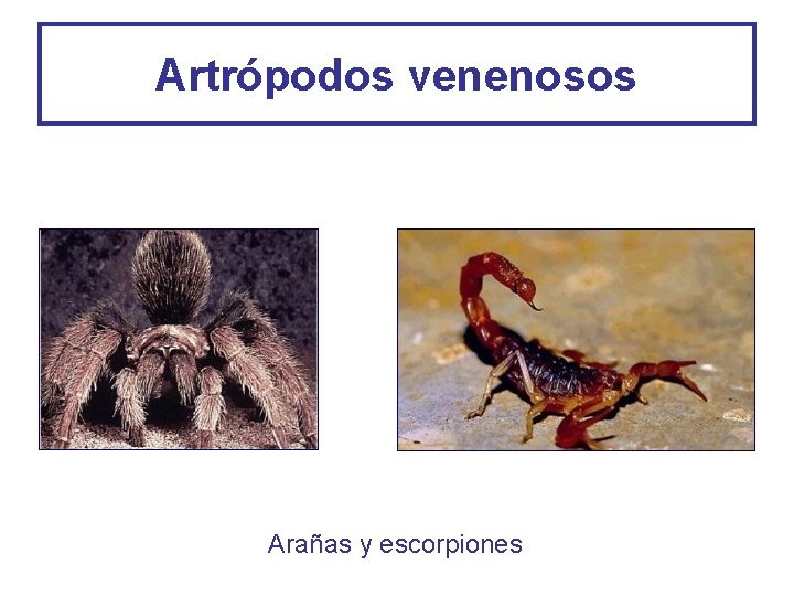 Artrópodos venenosos Arañas y escorpiones 