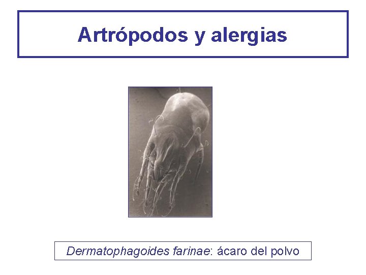 Artrópodos y alergias Dermatophagoides farinae: ácaro del polvo 