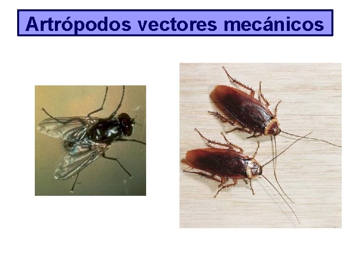 Artrópodos vectores mecánicos 