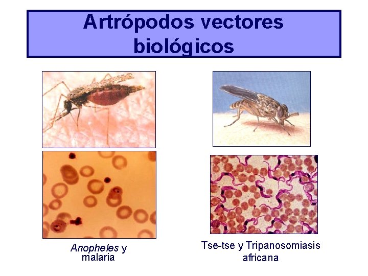 Artrópodos vectores biológicos Anopheles y malaria Tse-tse y Tripanosomiasis africana 