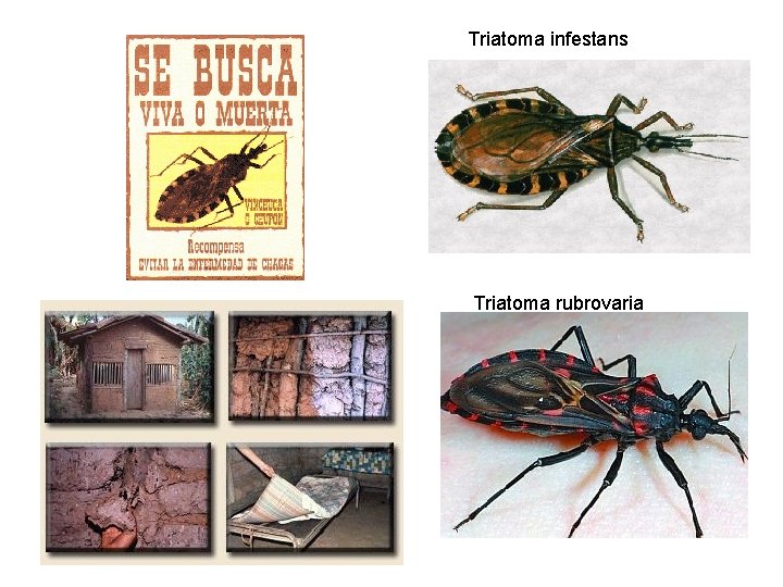 Triatoma infestans Triatoma rubrovaria 