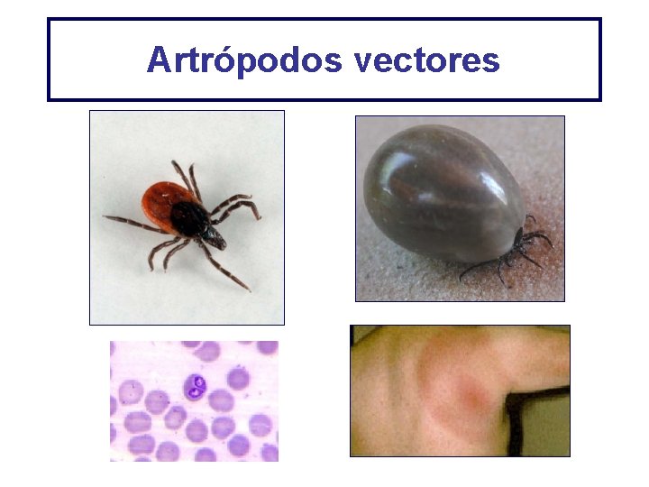 Artrópodos vectores 