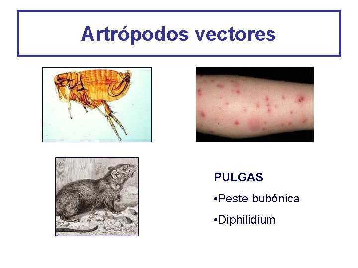 Artrópodos vectores PULGAS • Peste bubónica • Diphilidium 