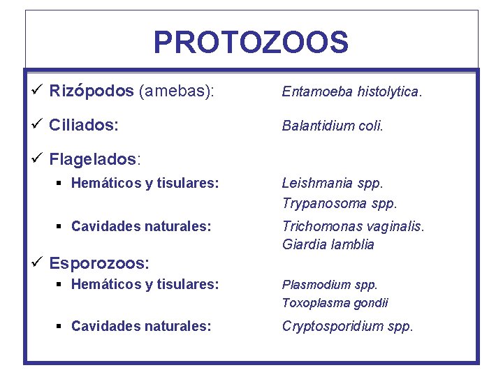 PROTOZOOS ü Rizópodos (amebas): Entamoeba histolytica. ü Ciliados: Balantidium coli. ü Flagelados: § Hemáticos