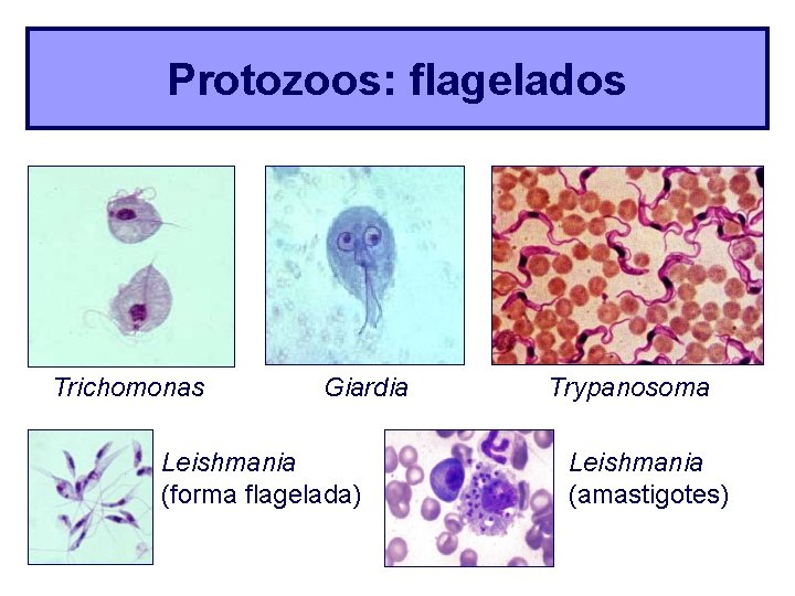 Protozoos: flagelados Trichomonas Giardia Leishmania (forma flagelada) Trypanosoma Leishmania (amastigotes) 