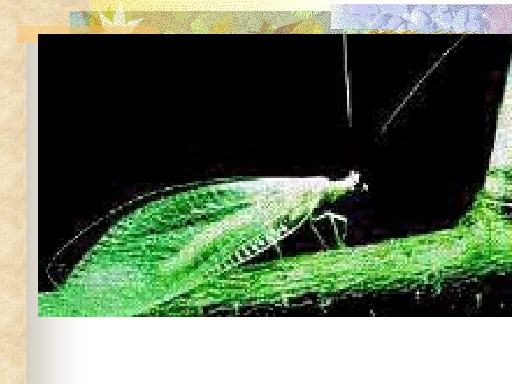 Green Lacewing effectively controls aphids and many other soft-bodied insects 