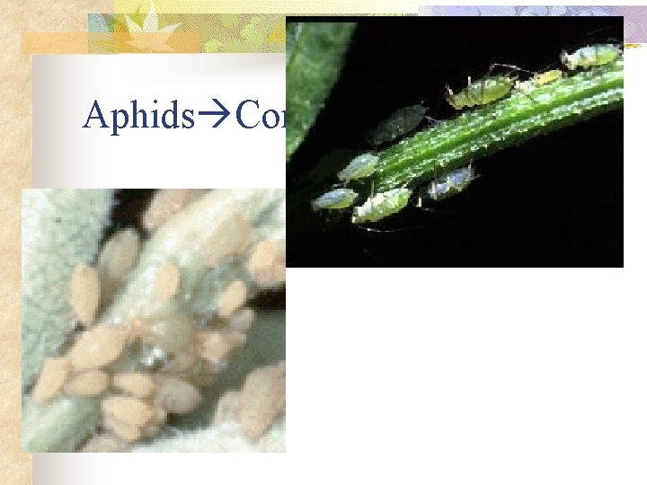 Aphids Common pest 