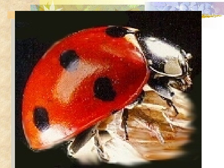 Seven-spotted Ladybug Eats aphids 