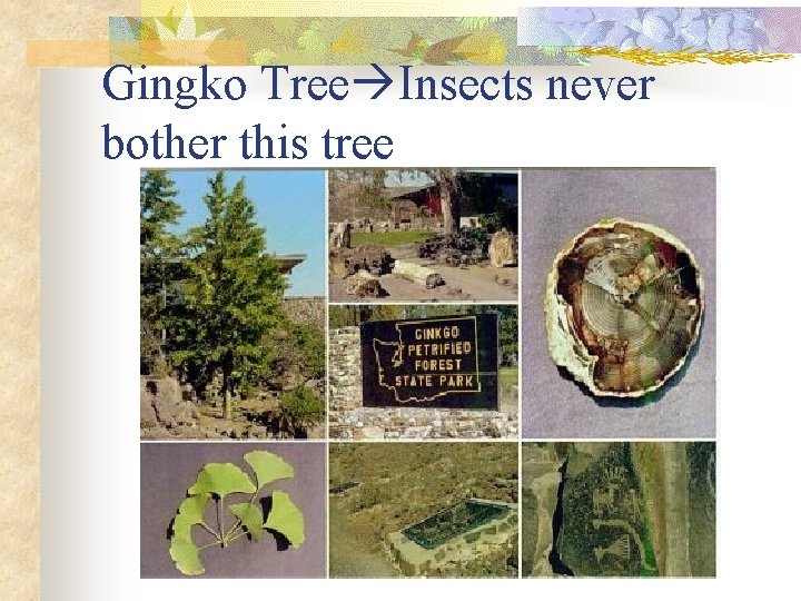 Gingko Tree Insects never bother this tree 