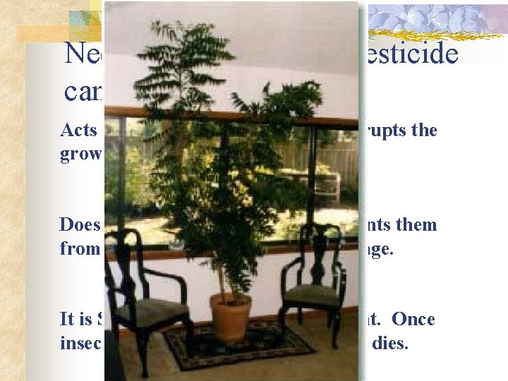 Neem Tree a natural pesticide can be found in the tree. Acts as an