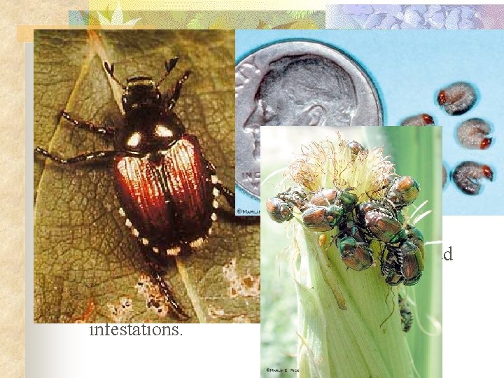 Examples that Work!!!! n n n 1940 s-1950 s Japanese beetle was a serious