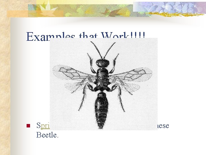 Examples that Work!!!! n Spring Tiphia wasp controls the Japanese Beetle. 