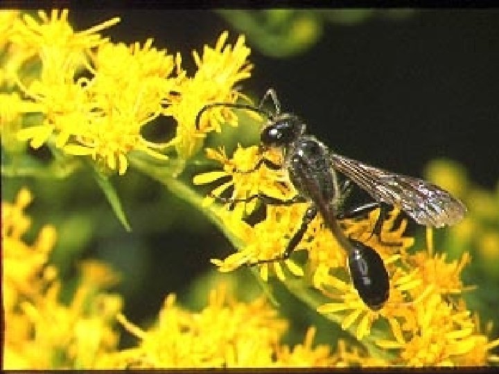 Digger Wasp Controls the population of Japanese beetle and Mexican beetle 