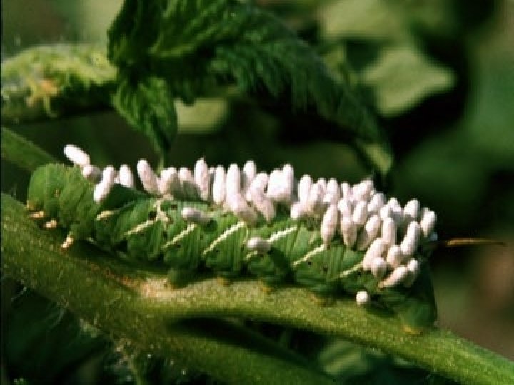 Braconid Wasp larvae on Tobacco Hornworm n The eggs will hatch and the tiny