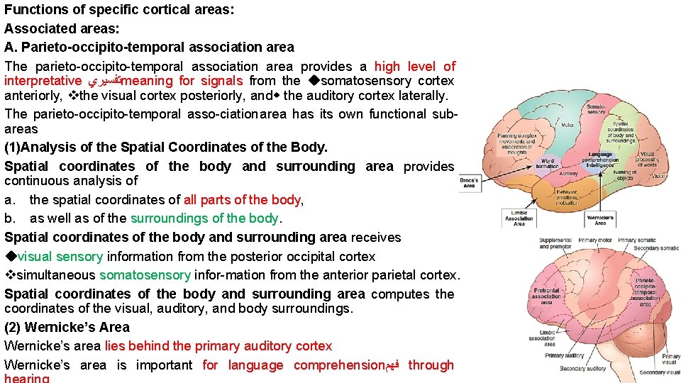 Functions of specific cortical areas: Associated areas: A. Parieto-occipito-temporal association area The parieto occipito