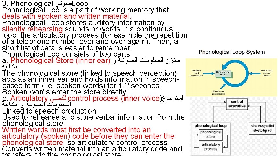 3. Phonological ﺻﻮﺗﻲ Loop Phonological Loo is a part of working memory that deals