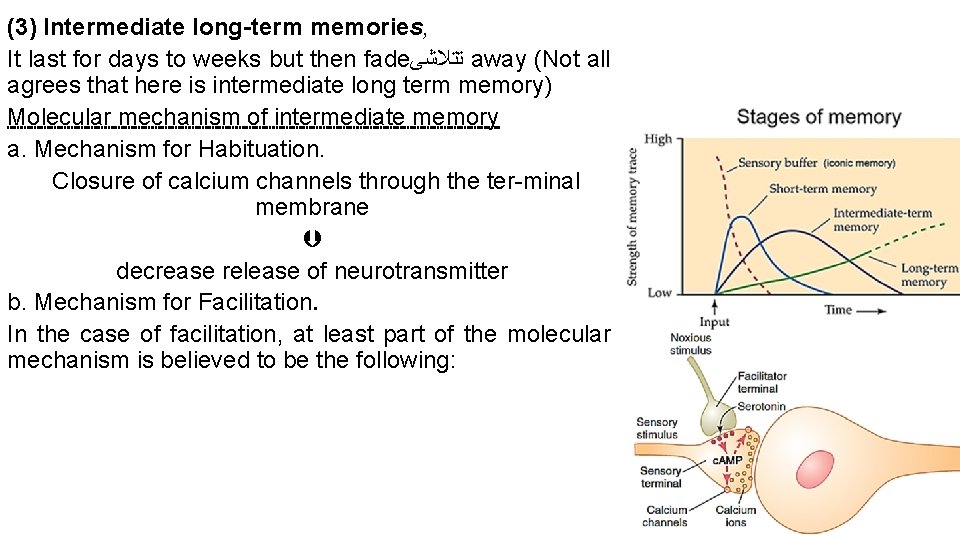 (3) Intermediate long-term memories, It last for days to weeks but then fade ﺗﺘﻼﺷﻰ