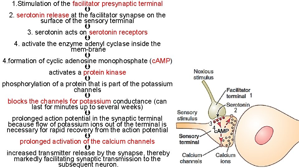 1. Stimulation of the facilitator presynaptic terminal 2. serotonin release at the facilitator synapse