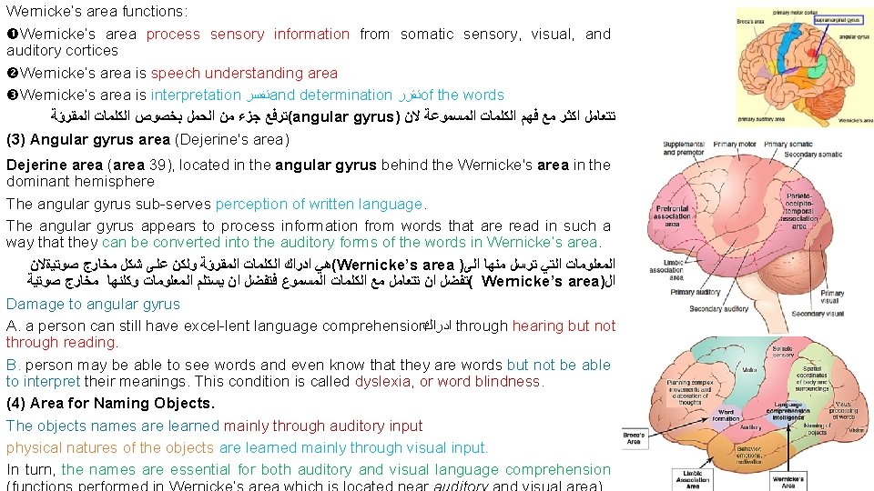 Wernicke’s area functions: Wernicke’s area process sensory information from somatic sensory, visual, and auditory