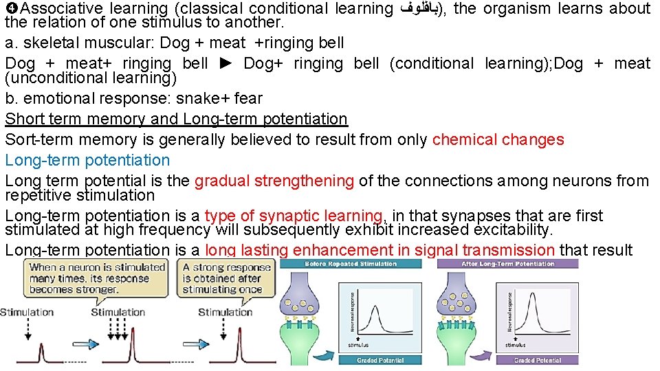  Associative learning (classical conditional learning )ﺑﺎﻔﻠﻮﻑ , the organism learns about the relation