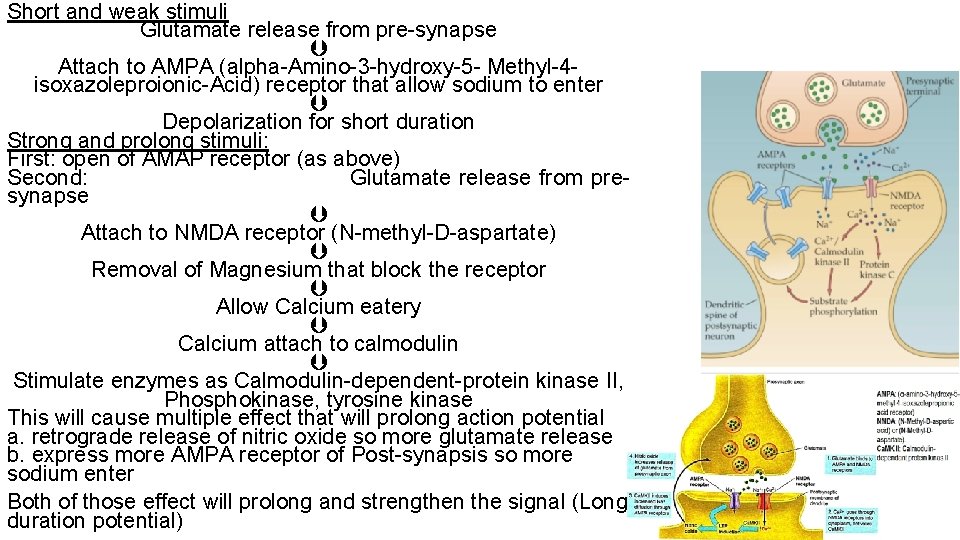 Short and weak stimuli Glutamate release from pre synapse Attach to AMPA (alpha Amino