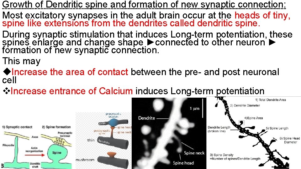 Growth of Dendritic spine and formation of new synaptic connection: Most excitatory synapses in