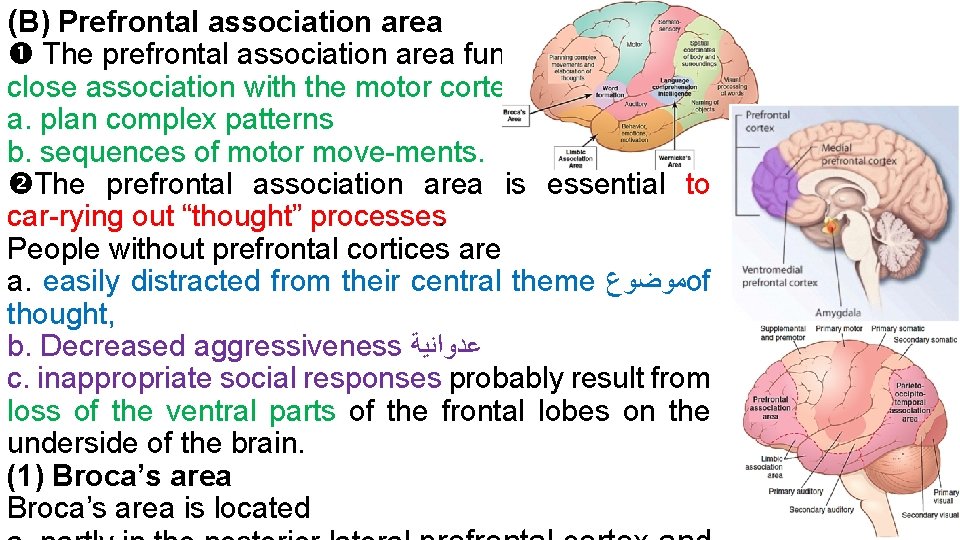 (B) Prefrontal association area The prefrontal association area functions in close association with the