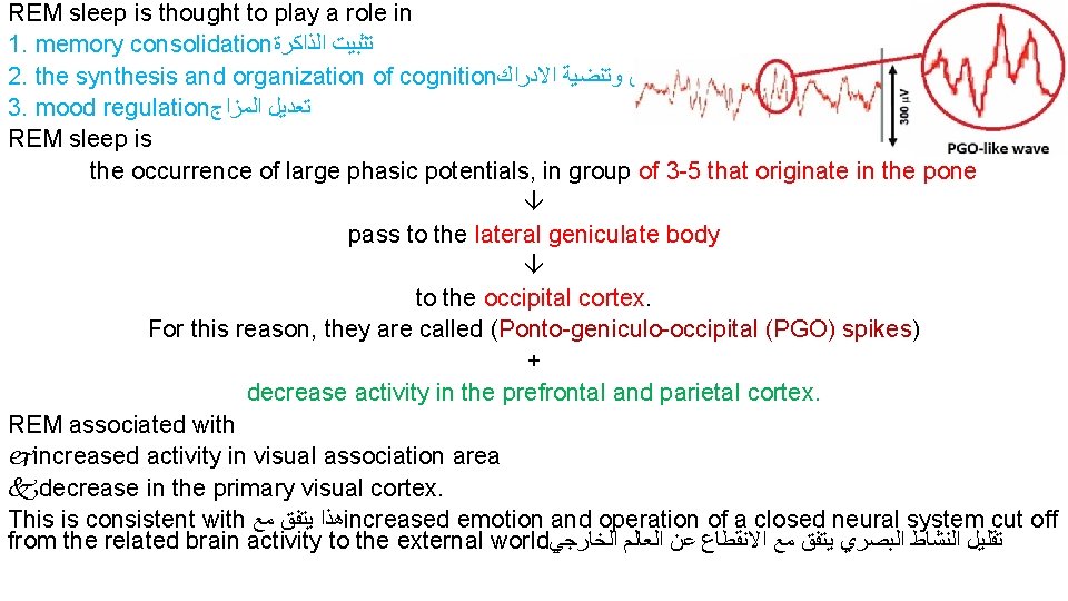 REM sleep is thought to play a role in 1. memory consolidation ﺗﺜﺒﻴﺖ ﺍﻟﺬﺍﻛﺮﺓ