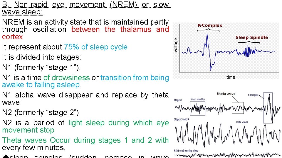 B. Non rapid eye movement (NREM) or slow wave sleep: NREM is an activity