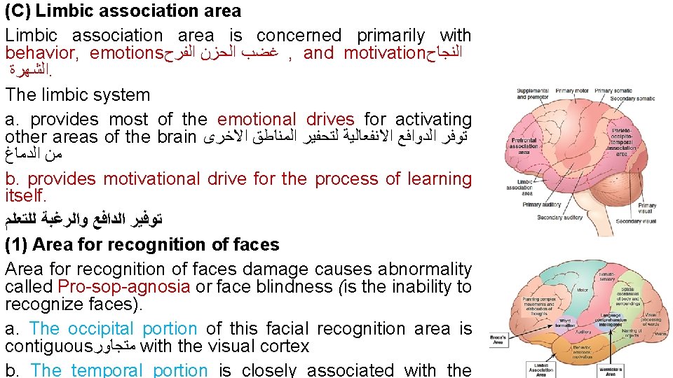 (C) Limbic association area is concerned primarily with behavior, emotions ﻏﻀﺐ ﺍﻟﺤﺰﻥ ﺍﻟﻔﺮﺡ ,