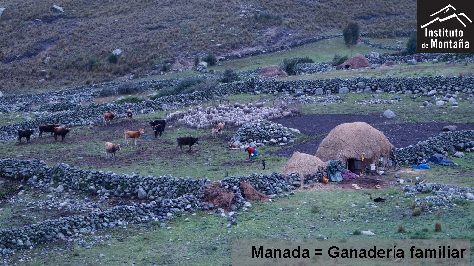 Manada = Ganadería familiar 