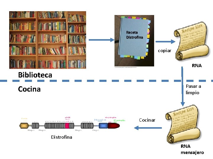 copiar RNA Biblioteca Pasar a limpio Cocinar Distrofina RNA mensajero 