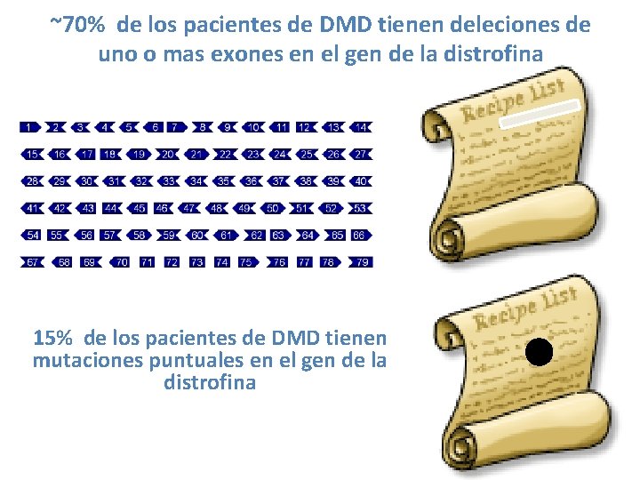 ~70% de los pacientes de DMD tienen deleciones de uno o mas exones en