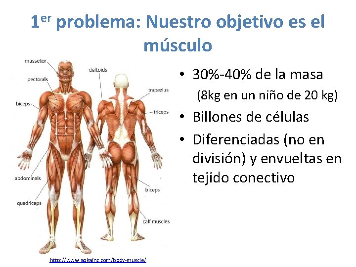 1 er problema: Nuestro objetivo es el músculo • 30%-40% de la masa (8