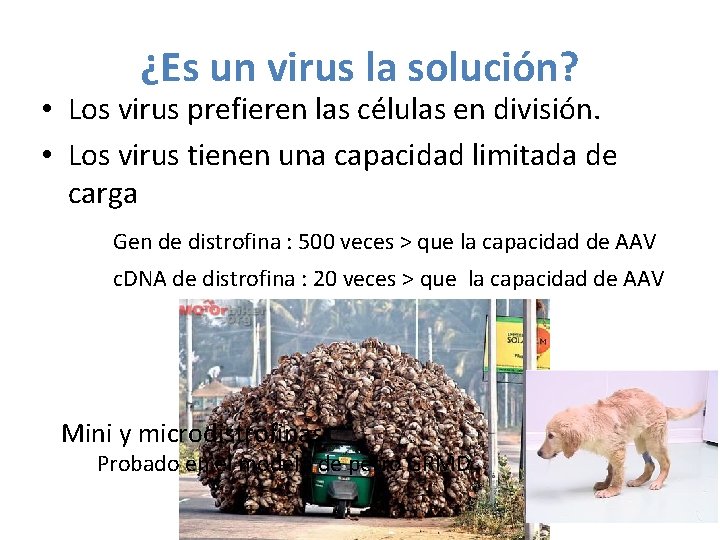 ¿Es un virus la solución? • Los virus prefieren las células en división. •