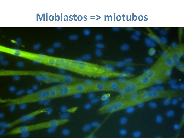 Mioblastos => miotubos 