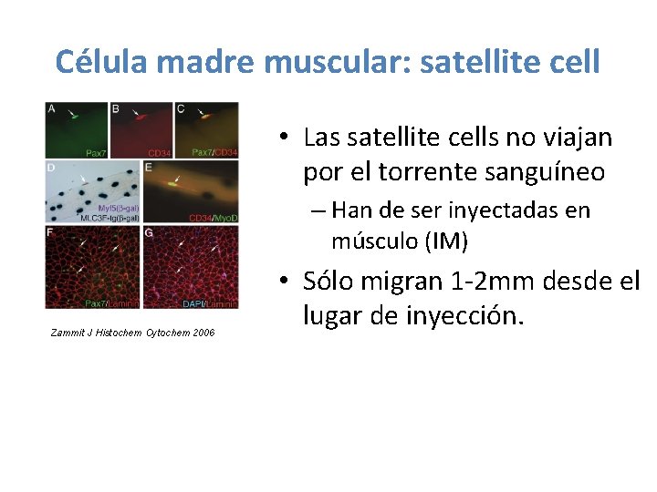 Célula madre muscular: satellite cell • Las satellite cells no viajan por el torrente