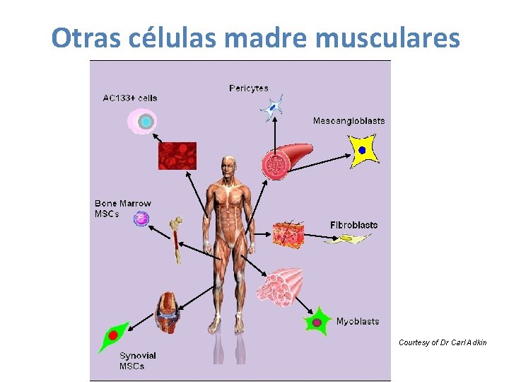 Otras células madre musculares Courtesy of Dr Carl Adkin 