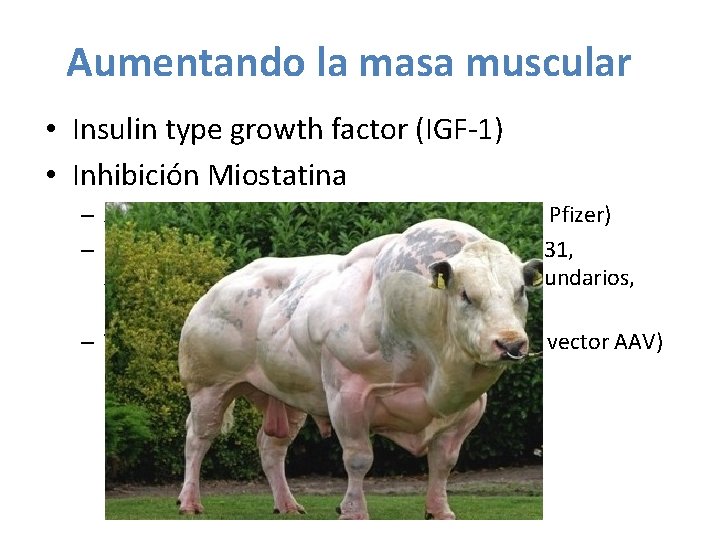 Aumentando la masa muscular • Insulin type growth factor (IGF-1) • Inhibición Miostatina – Aumentando la masa muscular • Insulin type growth factor (IGF-1) • Inhibición Miostatina –