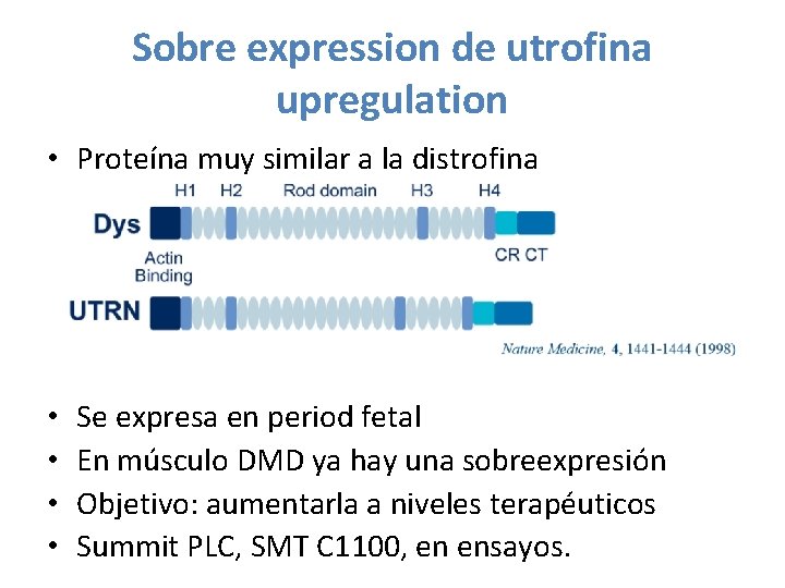 Sobre expression de utrofina upregulation • Proteína muy similar a la distrofina • • Sobre expression de utrofina upregulation • Proteína muy similar a la distrofina • •