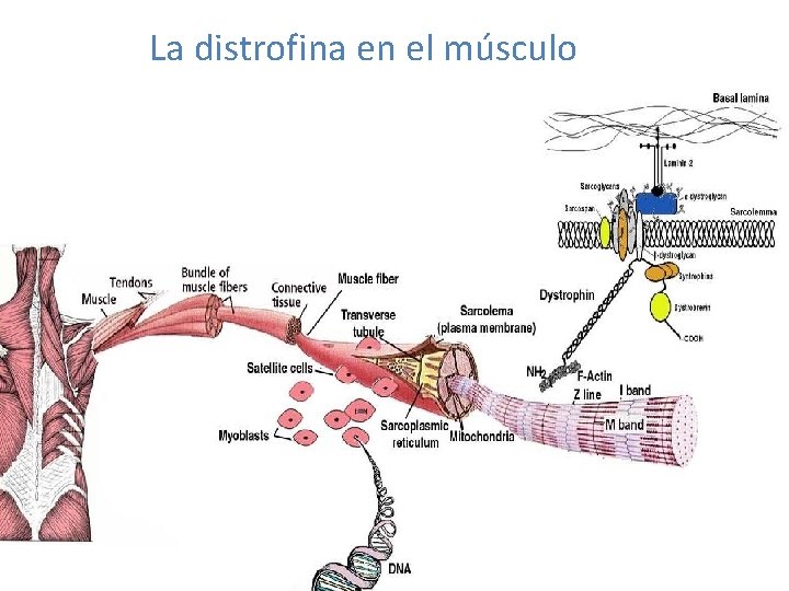 La distrofina en el músculo 